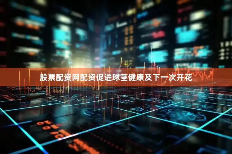 股票配资网配资促进球茎健康及下一次开花